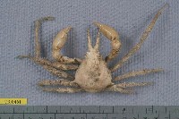 藏品(雙角互敬蟹)的圖片